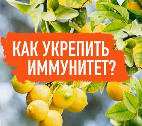 Использование средств для укрепления иммунитета роз