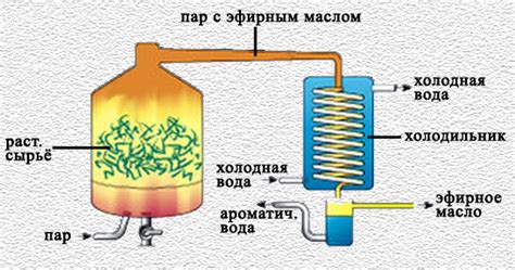 Использование холодного метода экстракции для получения эфирного масла