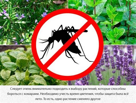 Используем растения против комаров