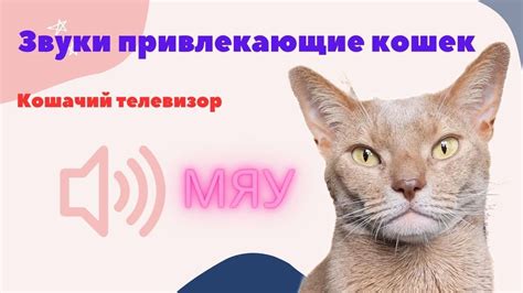 Используйте привлекающие кота звуки