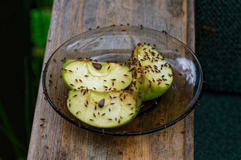 Используй запаховую ловушку для борьбы с мошками