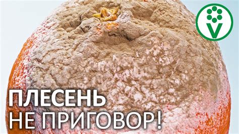 Испорченные фрукты: отходы или вкусные изделия?