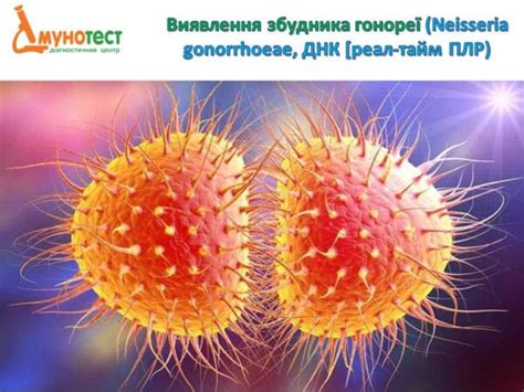 Исследования Neisseria gonorrhoeae кач ДНК и их значение для медицины