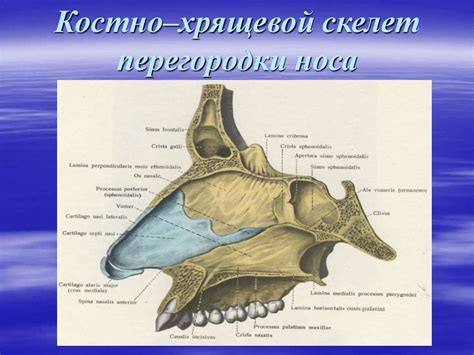 Исследуйте анатомию носа и его особенности