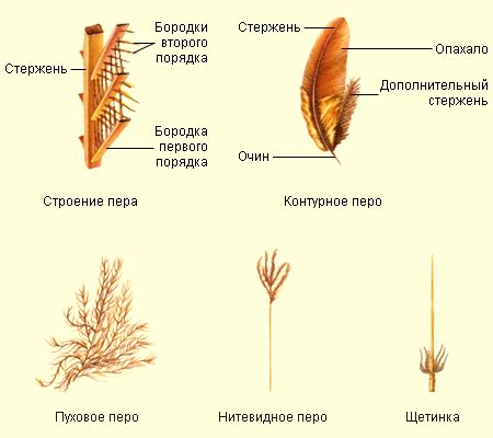 Исследуйте валькирийское перо