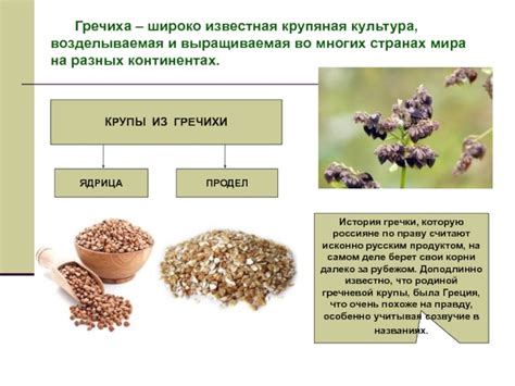 История обжаривания гречки