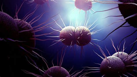 История открытия и основные характеристики Neisseria gonorrhoeae