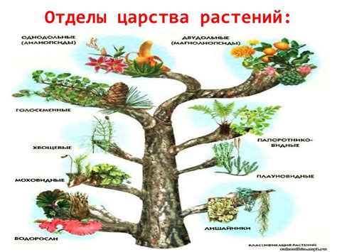 История развития систематики