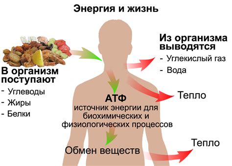 Источники энергии в организме