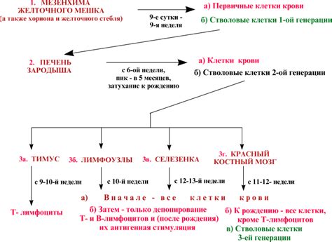 Источник кроветворения