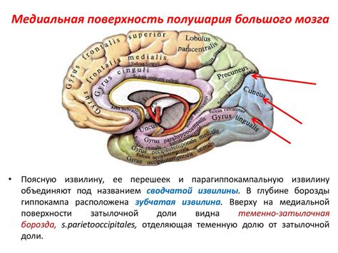 Ишемия левого полушария