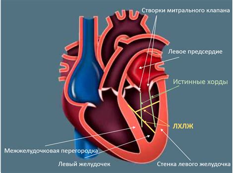 Какая роль играет ложная хорда ЛЖ в сердечно-сосудистой системе?