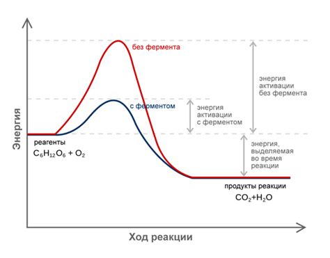 Какая роль энергии активации в биологических системах?