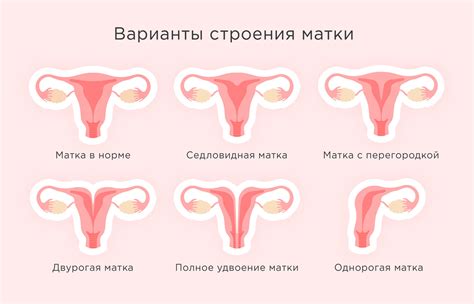 Какие изменения могут произойти с маткой и пуповиной?