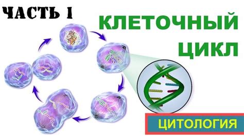 Какие изменения происходят в клетке во время деления?