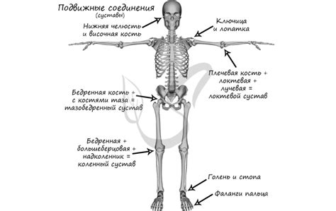 Какие кости позволяют динозавру быть длинноживущим