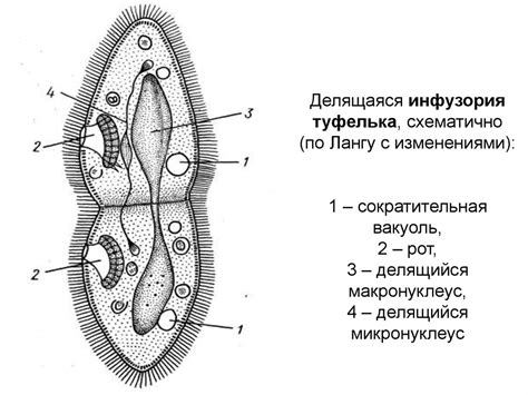 Какие материалы потребуются для изготовления инфузории туфельки