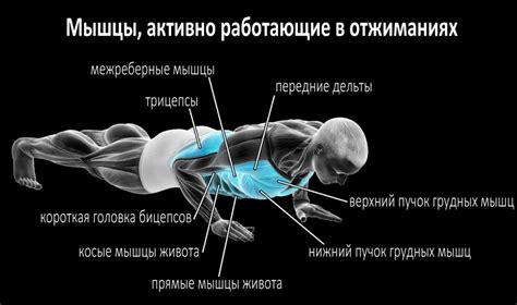 Какие мышцы задействованы при отжиманиях на тыльной стороне ладони?