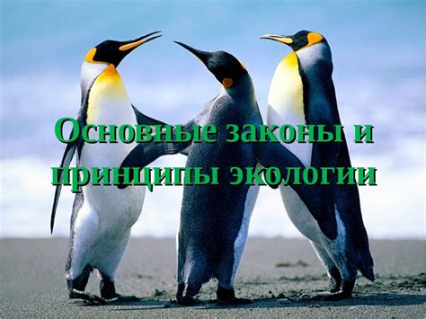 Какие основные принципы экологии должны быть изучены