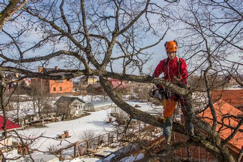 Какие преимущества дает санитарная обрезка деревьев?