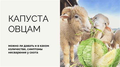 Какие продукты можно давать коровам и овцам в Minecraft