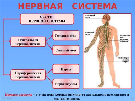 Какие функции выполняет колонка?