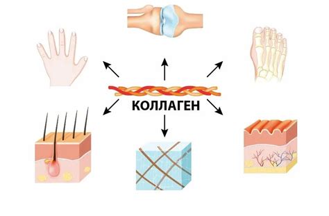 Какой коллаген лучше всего усваивается организмом