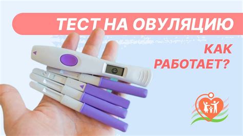 Какой периодичностью характеризуется овуляция