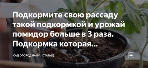 Какой подкормкой лучше всего питать рассаду помидор