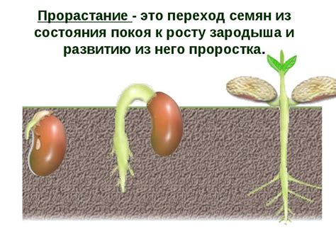 Какой процент семян оказывается на поверхности?