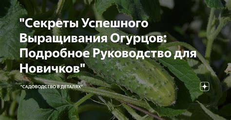 Какую подготовку почвы осенью выбрать для успешного выращивания огурцов?