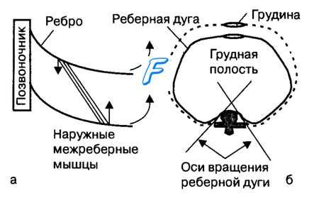 Какую роль играют газы в процессе утробного дыхания