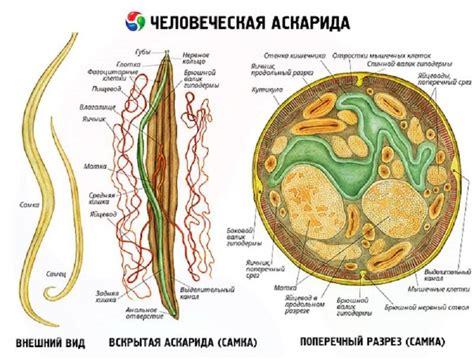 Как аскарида перемещается во внешней среде