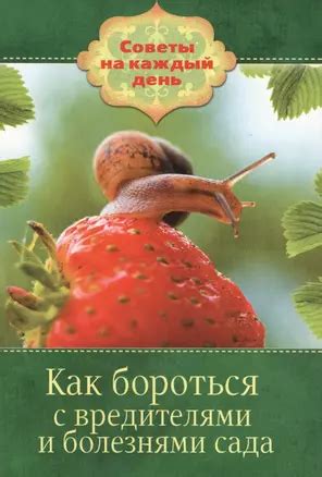 Как бороться с болезнями и вредителями гипсофилы в коробке с губкой