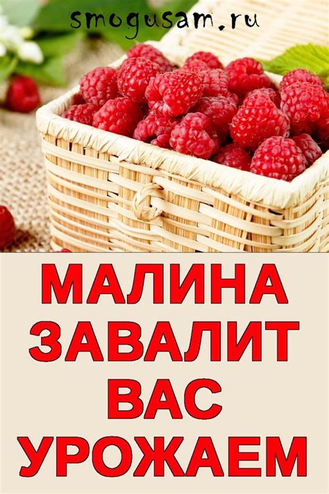 Как вишня станет сладкой и душистой: 5 секретов улучшения вкуса вишни в домашних условиях