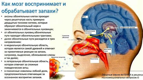 Как влияет запах дыхания на взаимоотношения