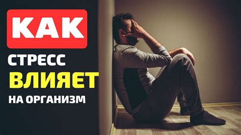 Как влияет стресс на пищеварение шиншилл