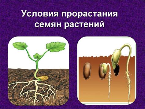 Как влияют черные точки на прорастание семян