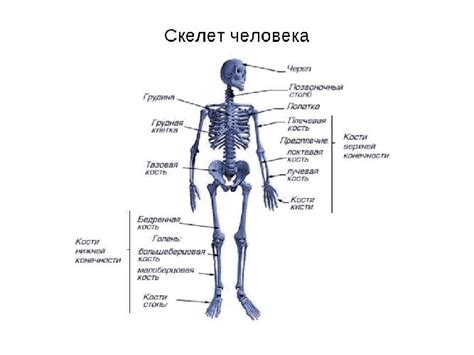 Как возникает скелет человека