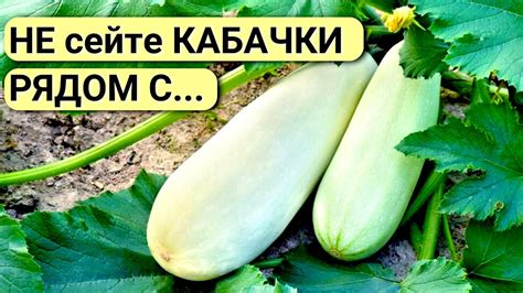 Как выбрать кабачки для икры