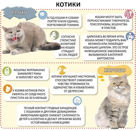 Как выбрать котенка на улице