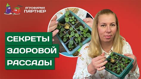 Как выполнить пересадку растений без повреждений