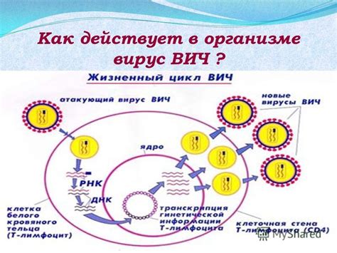 Как действует Спиралоктон в организме?