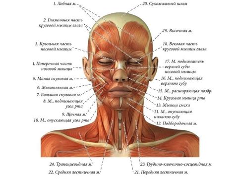 Как записывать измерения шеи для отслеживания динамики изменений