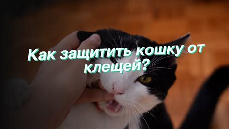 Как защитить кошку от поедания бумаги