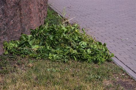 Как избавиться от бамбука на садовом участке: лучшие методы и средства