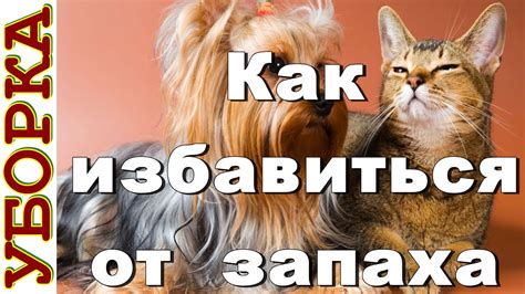 Как избавиться от запаха кошек в доме эффективно