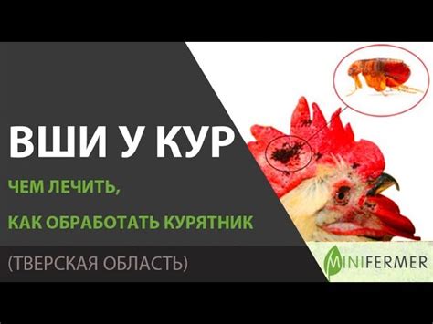 Как избавиться от иксодовых клещей у кур