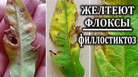 Как избавиться от коричневых пятен на листьях огурца?