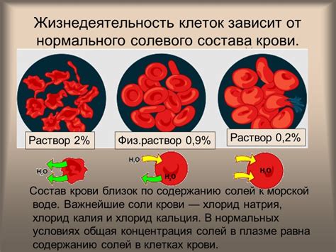 Как изменяется состав крови при занятиях спортом